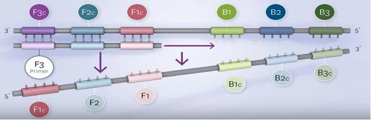 quá trình nhân bản DNA theo công nghệ LAMP